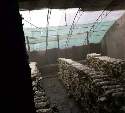 重庆香菇种植大棚