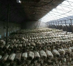 上海香菇种植大棚